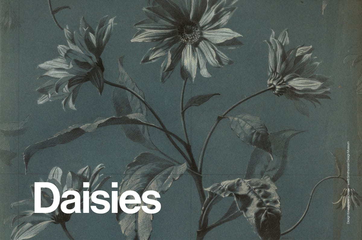 Daisies