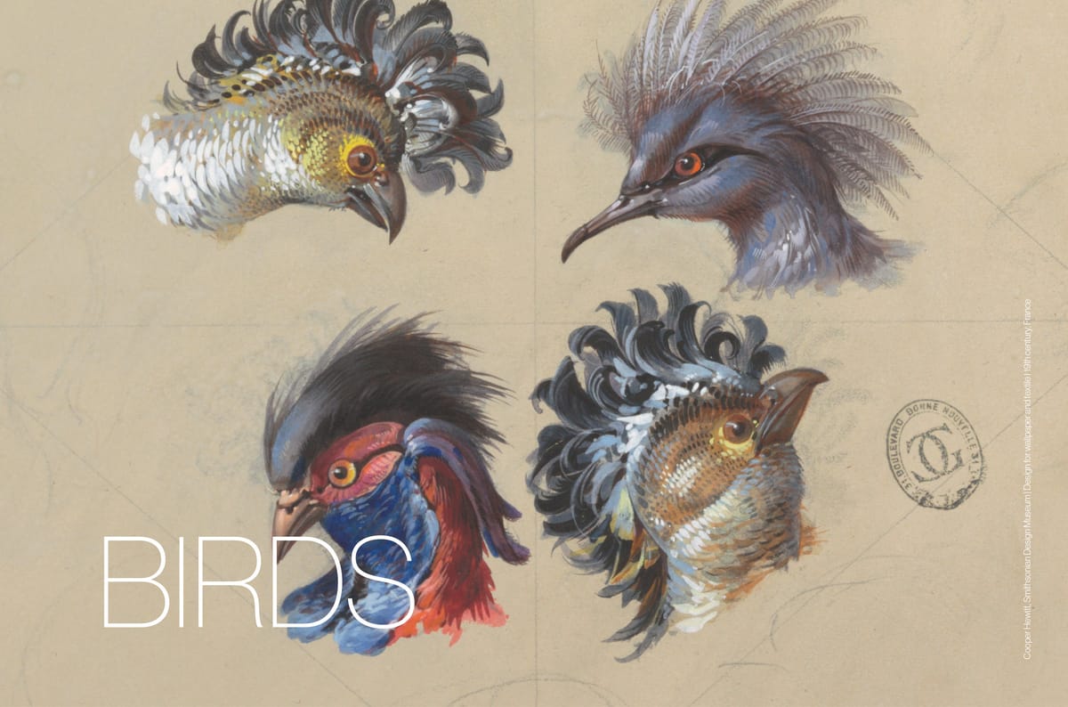 Birds